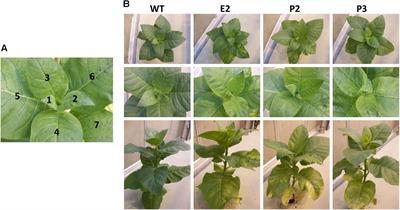 Sulfite Reductase Co-suppression in Tobacco Reveals Detoxification Mechanisms and Downstream Responses Comparable to Sulfate Starvation